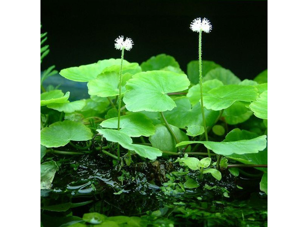 Щитолистник белоголовый (Hydrocotyle leucocephala)