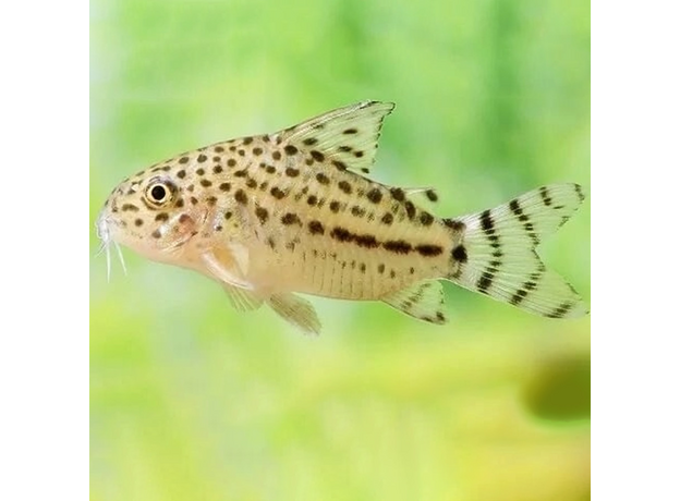 Сом коридорас кнааки (Corydoras knaacki) Сом коридорас кнааки (Corydoras knaacki)