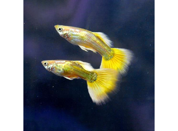Гуппи Золотые 24 карата (самцы) (Poecillia reticulata) Гуппи Золотые 24 карата (самцы) (Poecillia reticulata)