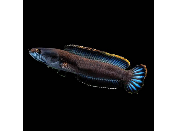 Змееголов карликовый S (Channa gachua) Змееголов карликовый S (Channa gachua)