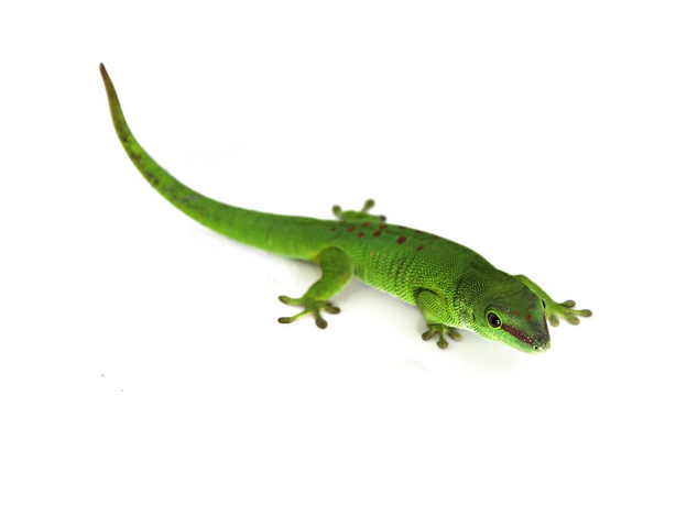 Мадагаскарский геккон high red L