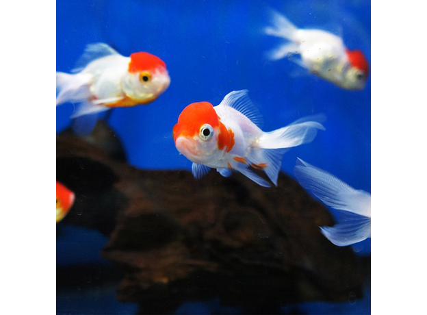 Золотая рыбка Оранда красная шапочка ML (Carassius gibelio forma auratus)