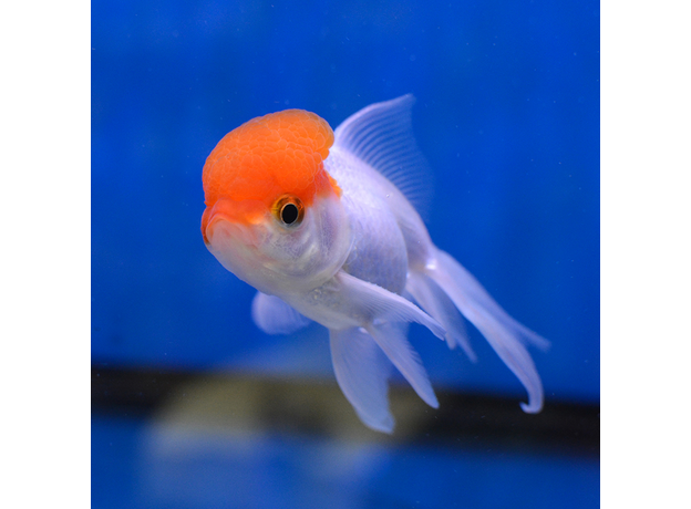 Золотая рыбка Оранда красная шапочка ML (Carassius gibelio forma auratus)