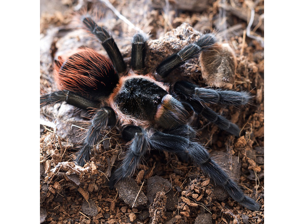 Паук Br. vagans, 2-4 см, самка