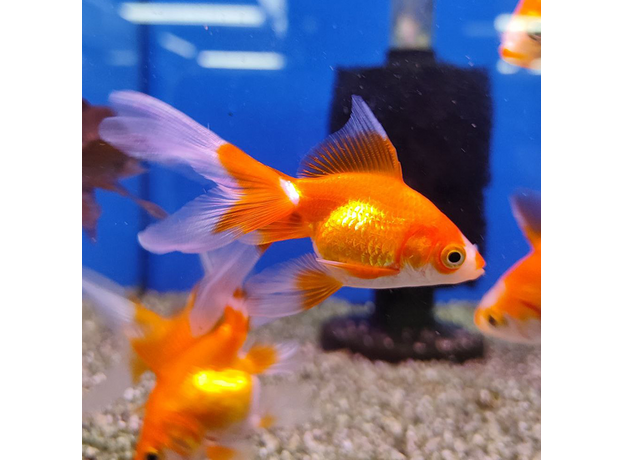 Золотая рыбка Риукин красно-белый ML (Carassius auratus var.)