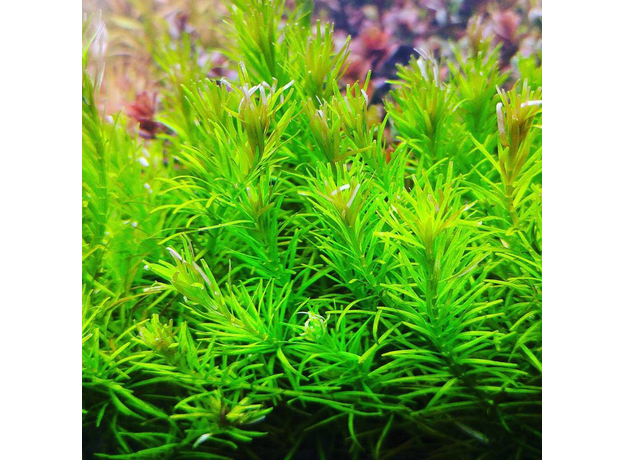 Ротала наньеншан (в горшке) (Rotala nanjenshan)