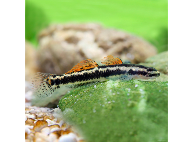 Бычок, Стифодон ареофускус (Stiphodon aureofuscus)