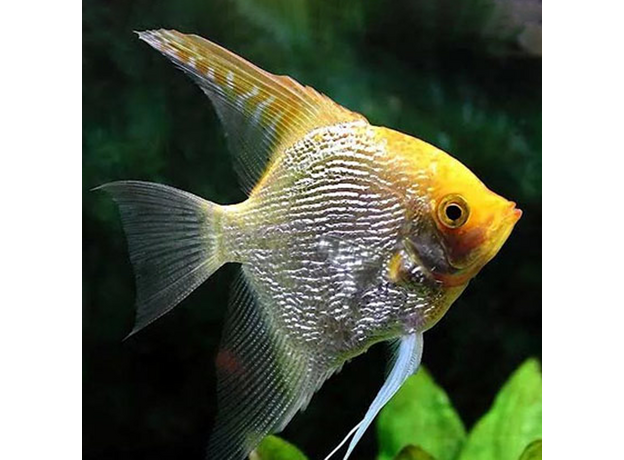 Скалярия золотая даймонд (Pterophyllum scalare)