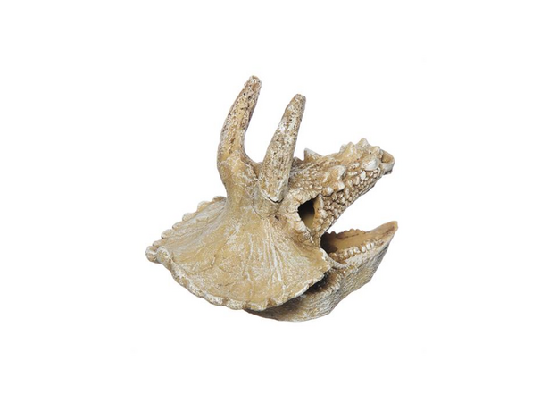 Декорация Prime Череп трицератопса 14,3х12х9,7