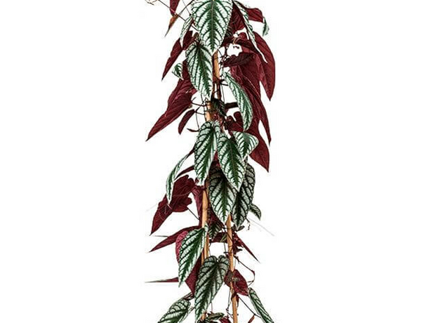 Циссус (Cissus Discolor) Циссус (Cissus Discolor)