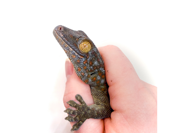 Геккон токи