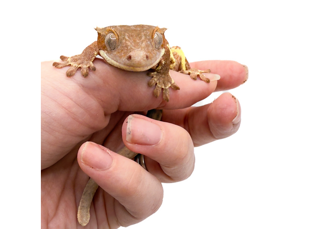 Геккон новокаледонский реснитчатый (бананоед) Red Lilly white