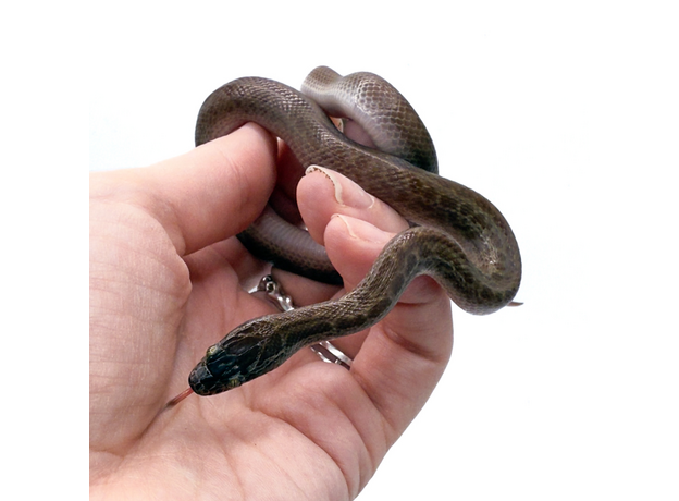 Змея домовая африканская S Змея домовая африканская S