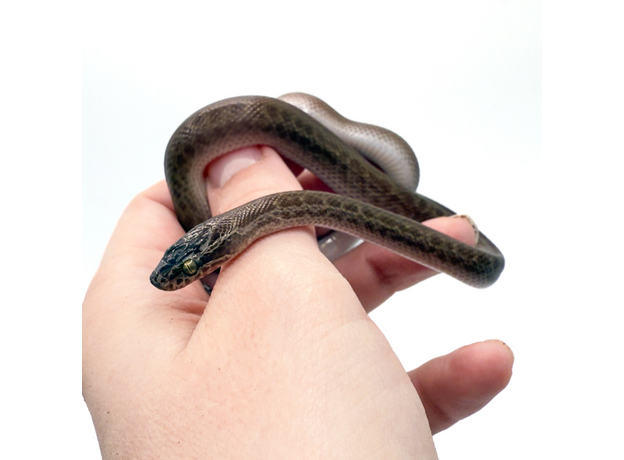 Змея домовая африканская S Змея домовая африканская S