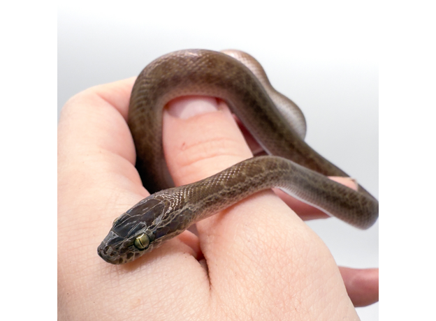 Змея домовая африканская S Змея домовая африканская S