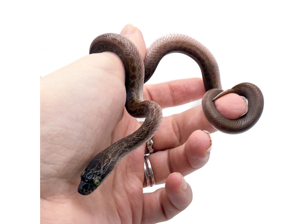 Змея домовая африканская S Змея домовая африканская S