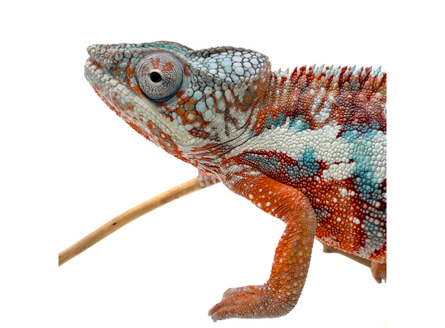 Хамелеон пантеровый самец, XL