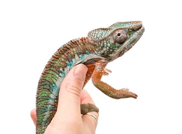 Хамелеон пантеровый самец, L Хамелеон пантеровый самец, L