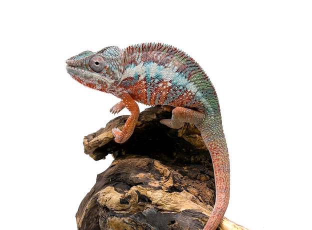 Хамелеон пантеровый самец, L Хамелеон пантеровый самец, L