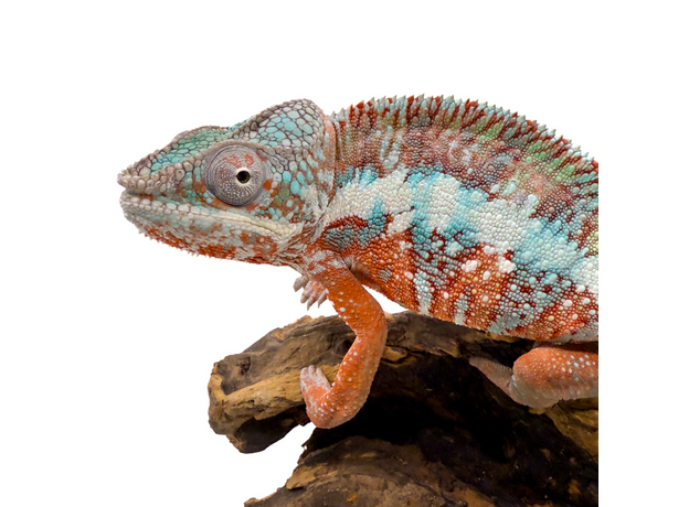 Хамелеон пантеровый самец, L Хамелеон пантеровый самец, L