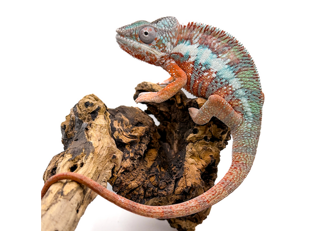 Хамелеон пантеровый самец, XL