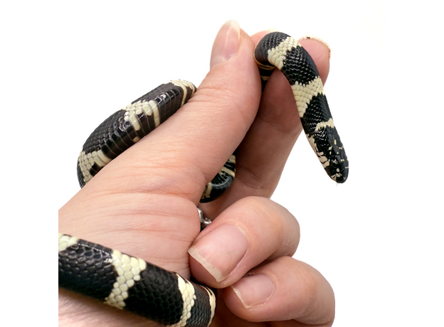 Королевская змея, californiae Banded