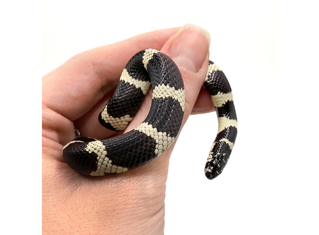 Змея королевская californiae banded L