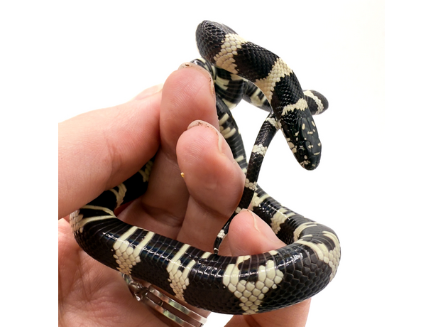 Змея королевская californiae banded L