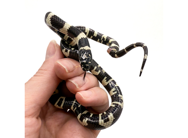 Змея королевская californiae banded L