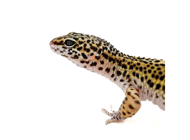 Эублефар пятнистый Black night