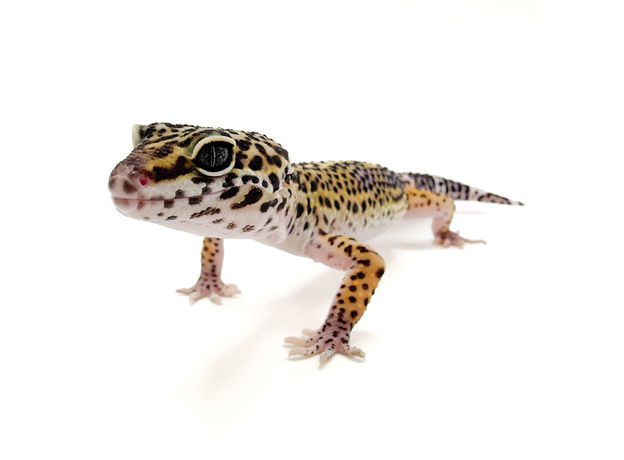 Эублефар пятнистый Black night