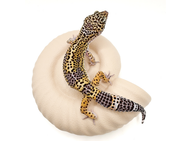 Эублефар пятнистый Black night