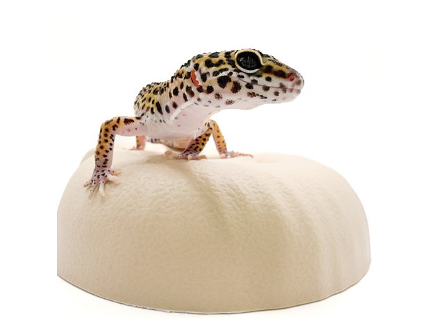 Эублефар пятнистый Black night L