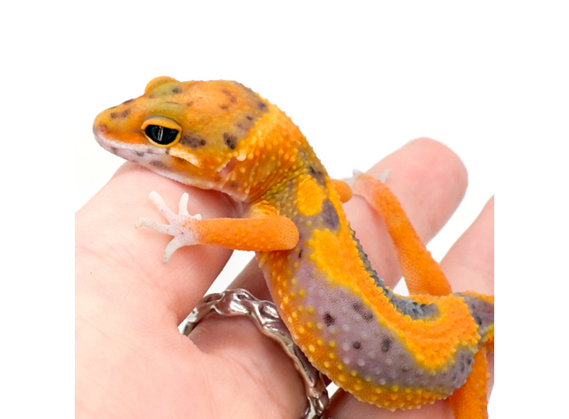 Эублефар пятнистый G-project M