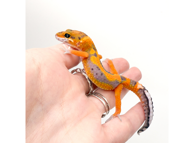 Эублефар пятнистый G-project M