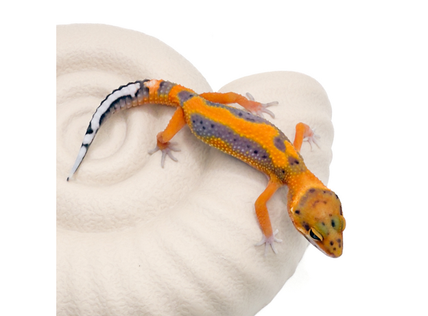 Эублефар пятнистый G-project M