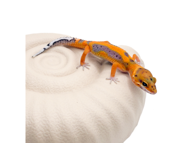 Эублефар пятнистый G-project M