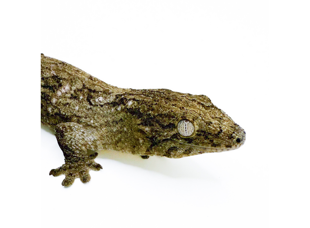 Геккон новокаледонский гигантский бананоед Хенкеля, L