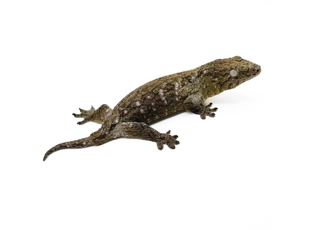 Геккон новокаледонский гигантский бананоед Хенкеля, L