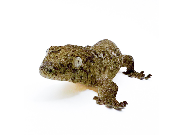 Геккон новокаледонский гигантский бананоед Хенкеля, L