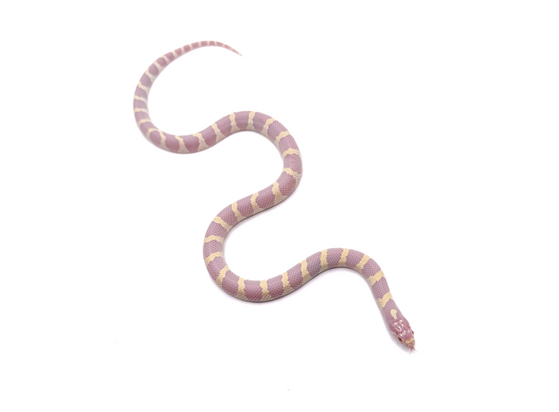 Королевская змея, californiae Albino Banded