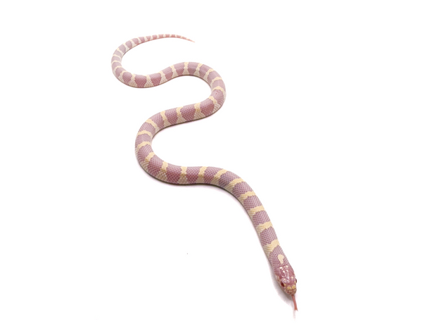 Королевская змея, californiae Albino Banded