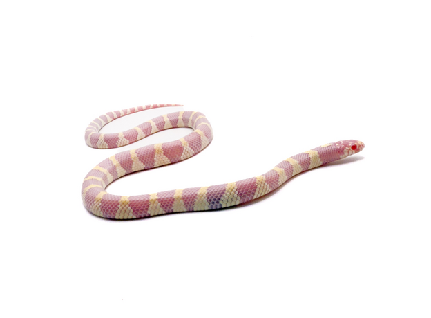 Королевская змея, californiae Albino Banded