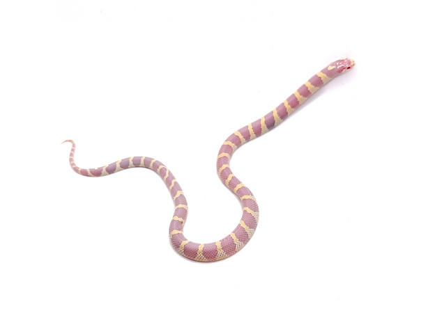 Королевская змея, californiae Albino Banded