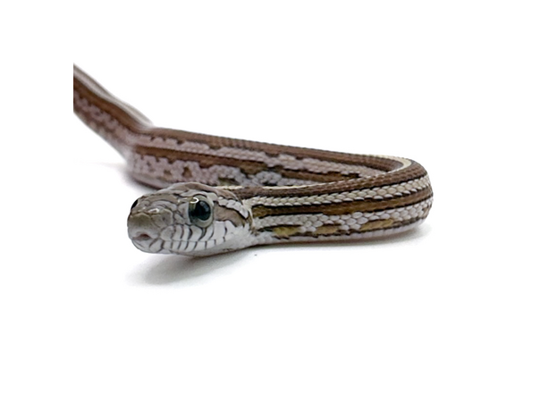 Полоз маисовый Tessera Caramel