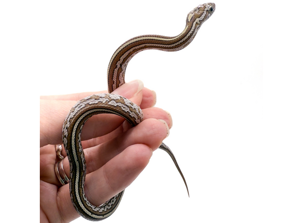 Полоз маисовый Tessera Caramel