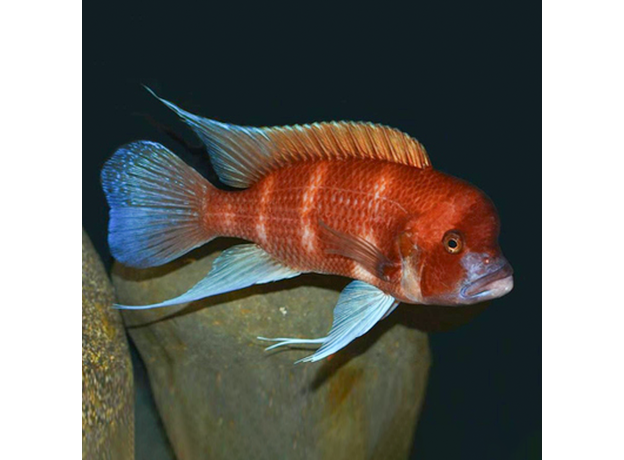 Фронтоза красная (Cyphotilapia frontosa var. "Red")
