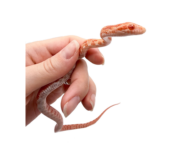 Полоз маисовый  Strawberry/  Amel