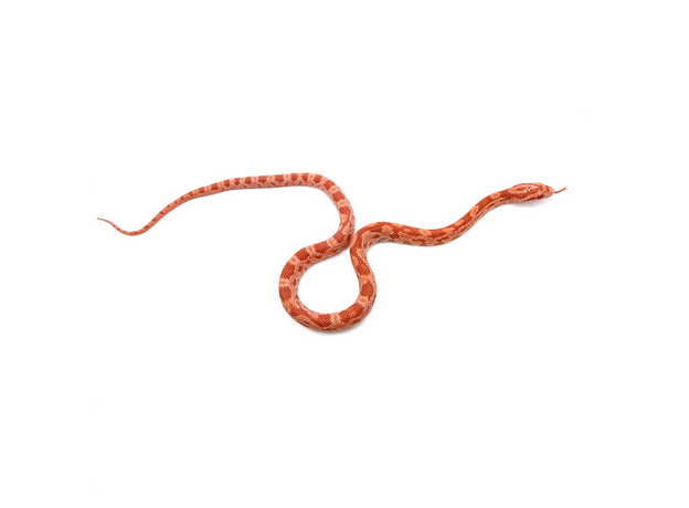 Полоз маисовый  Strawberry/  Amel