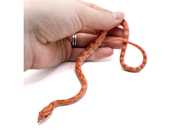 Полоз маисовый  Strawberry/  Amel